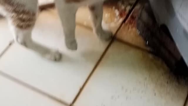Funny cat | | Cute Cat Video That Will Make You Happy