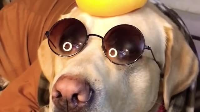 Labrador balancing on head.