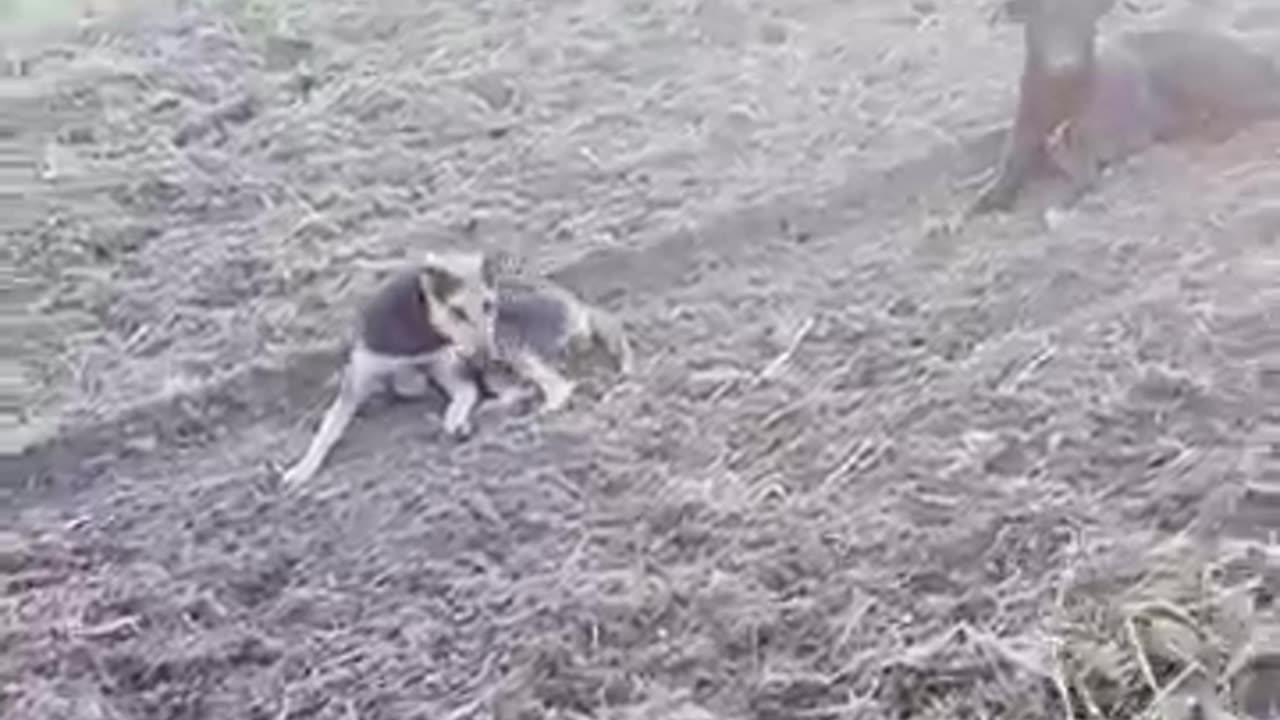 Chote Don Ko Danda Mar Diya😥|