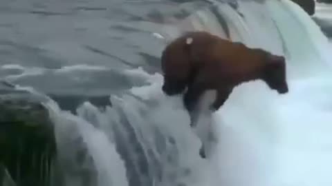 Two Brown bears are fighting in water