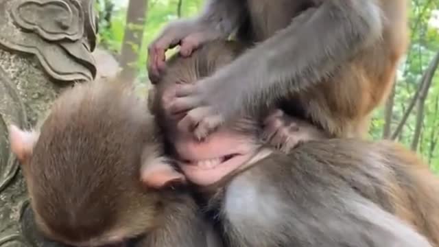 Monkey_Family(1080p)