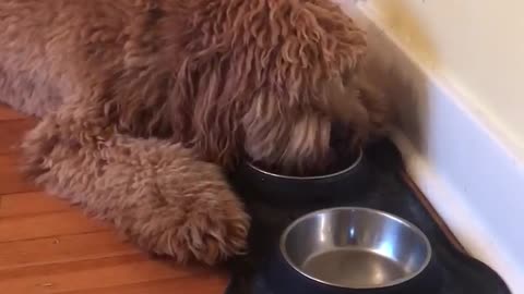 Brown dog eating food and wanting more