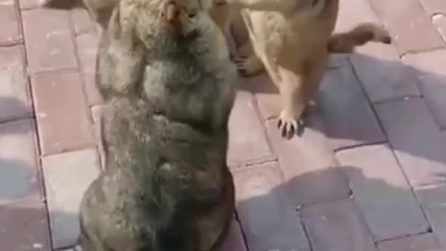 quand ou tombe sur un bataille dans collège