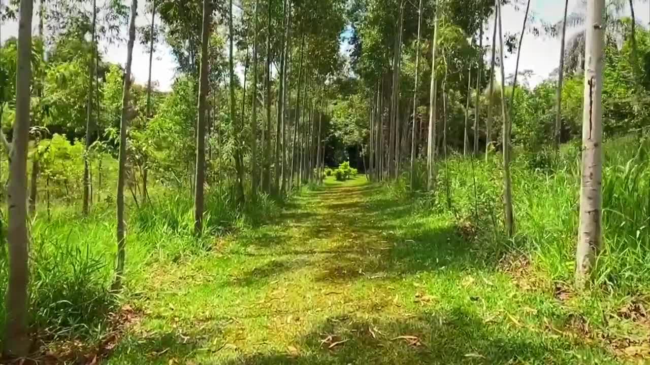 trail in the jungle