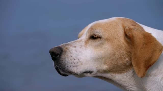 Close up of a dog falling asleep