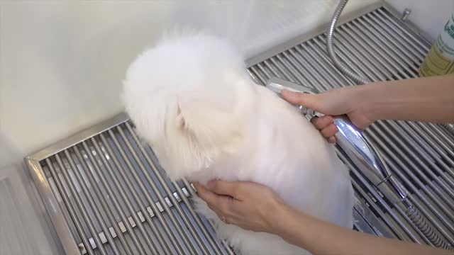 Dog Pet Puppy Pomeranian Grooming Teddy bear style