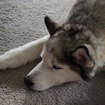 Pupper Shadow Post Surgery Update 1