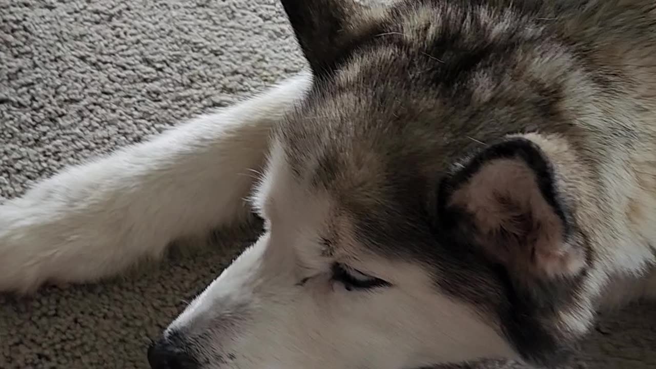 Pupper Shadow Post Surgery Update 1