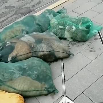 Domestic cats are being rounded up for extermination in China because they are considered Covid-19 animal reservoirs.