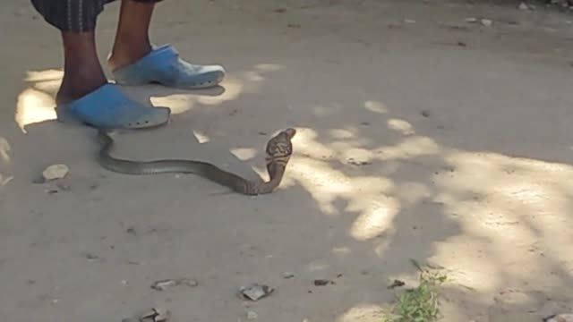 Man Patting Cobra What Happens Next Will Shock You!