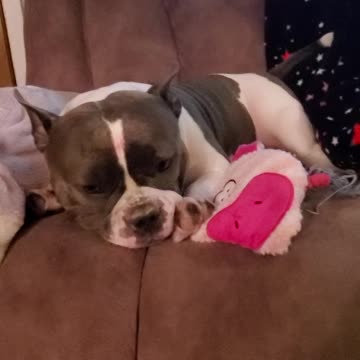 My sunshine baby Sugar