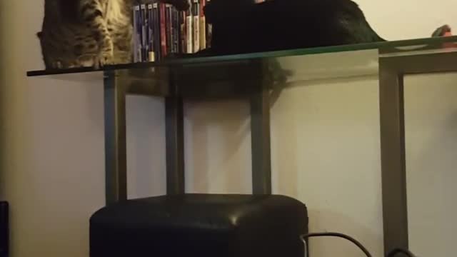 Two cats fight one falls off table