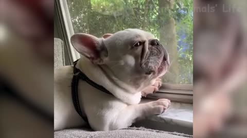 Funniest dog 🐶 and cats 🐱 ever awesome funny animals videos