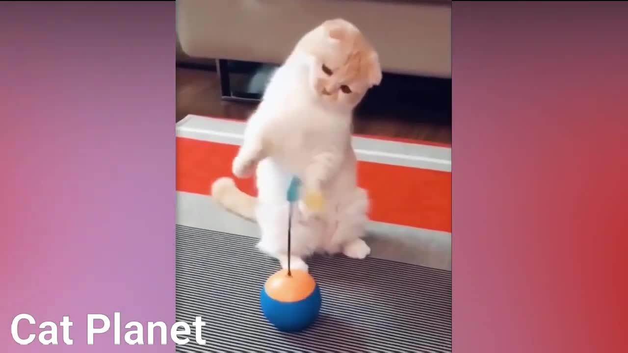 Funny cats compilation video