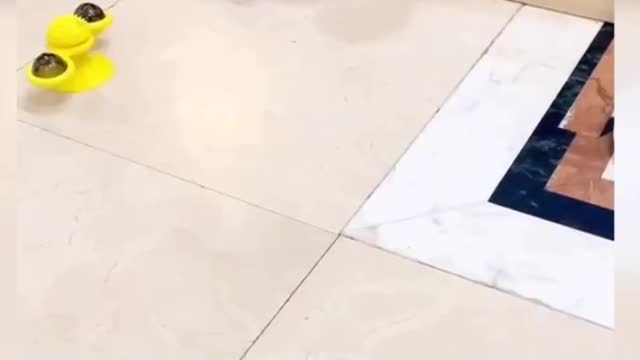 Funny cats
