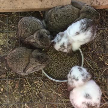 Mini Lop Baby Bunnies Eating Breakfast