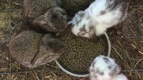 Mini Lop Baby Bunnies Eating Breakfast