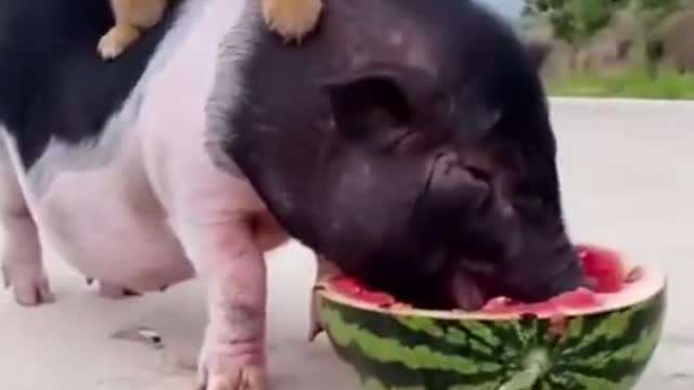 Cute dog riding a pig