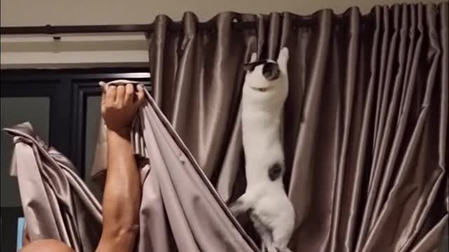 Owner Rescues Cat After He Gets Stuck on Curtain Rod at Considerable Height