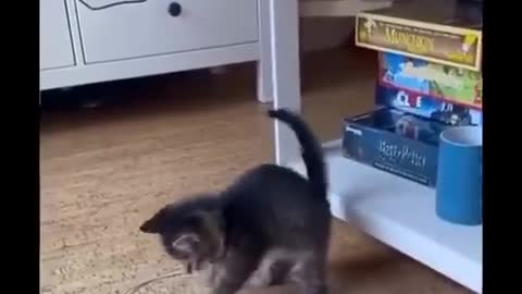 Funny cat