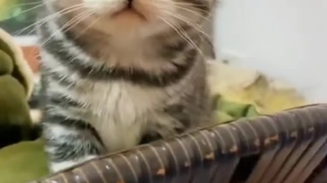 Funny Cute Cats Video