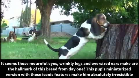 TOP 10 CUTE PUPPY BREEDS SO BEAUTIFULL