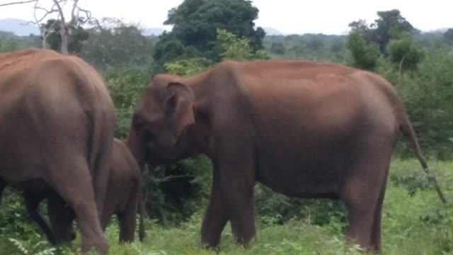 Sri Lanka Elephants