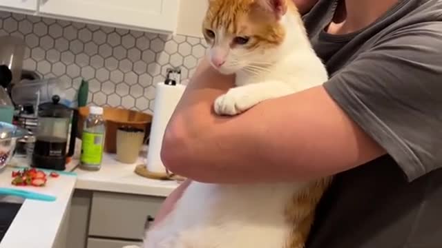 The cat wanted to play