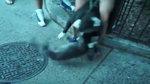 Pitbull Attacks Another Dog || Very Dangerous