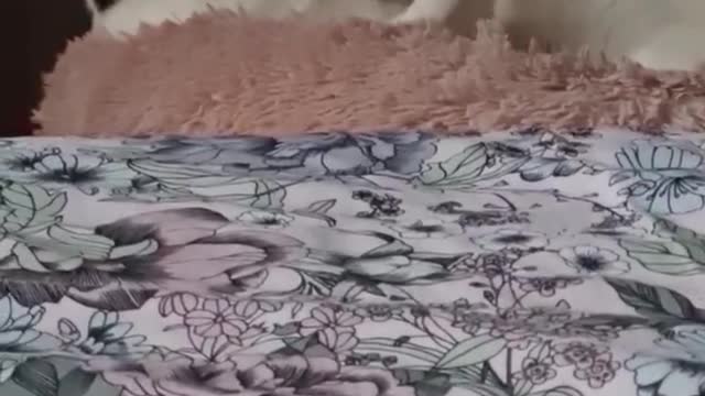 Cat love for each other