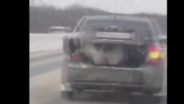 Stupid Dog Jumps Out of The Moving Car 😂 😂 😂