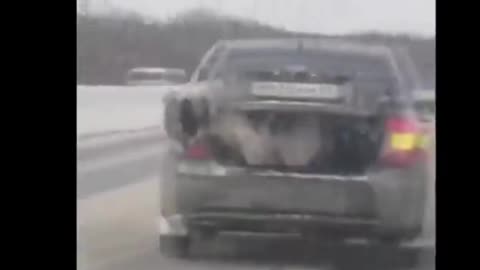 Stupid Dog Jumps Out of The Moving Car 😂 😂 😂