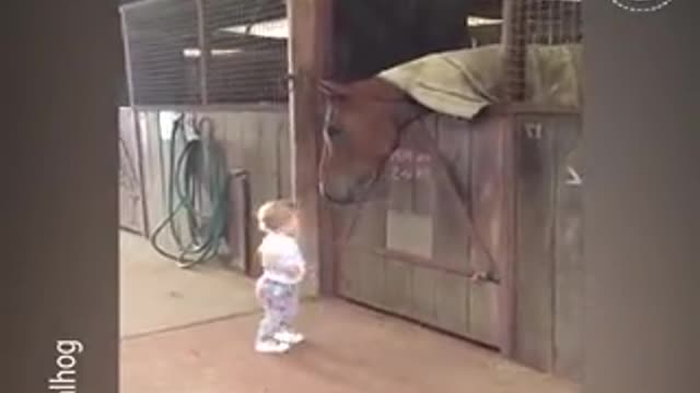 this child greets all the horses in the stable.