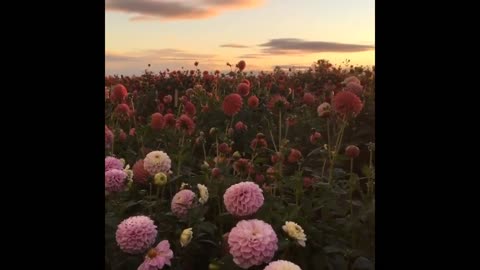 Delightful flower bed