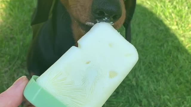 Miniature dachshund Sidney enjoys his ice lolly