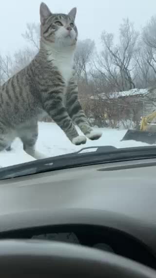 Cat doesn’t want us to leave the house