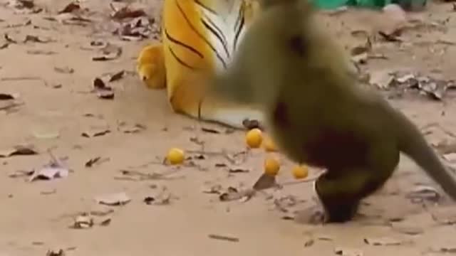 Watched laughed laughing belly Fake Tiger vs Real Monkey