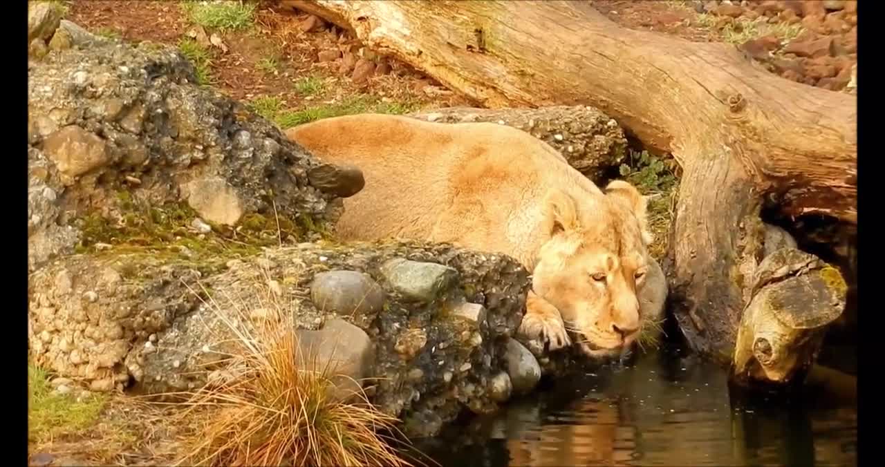 beautiful nature and flowers video with relaxing sounds Part 2
