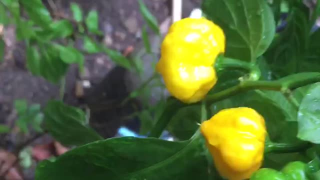 Scotch Bonnet Pepper