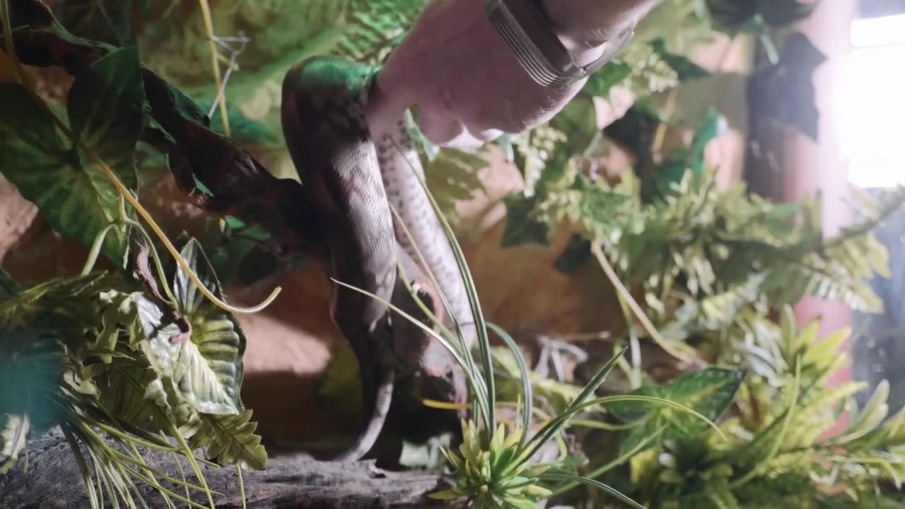 a man is slowly and carefully takes a snake from the terrarium