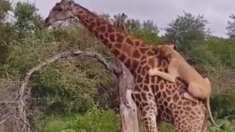 This giraffe is surrounded by several lions and seems to be in a bad way