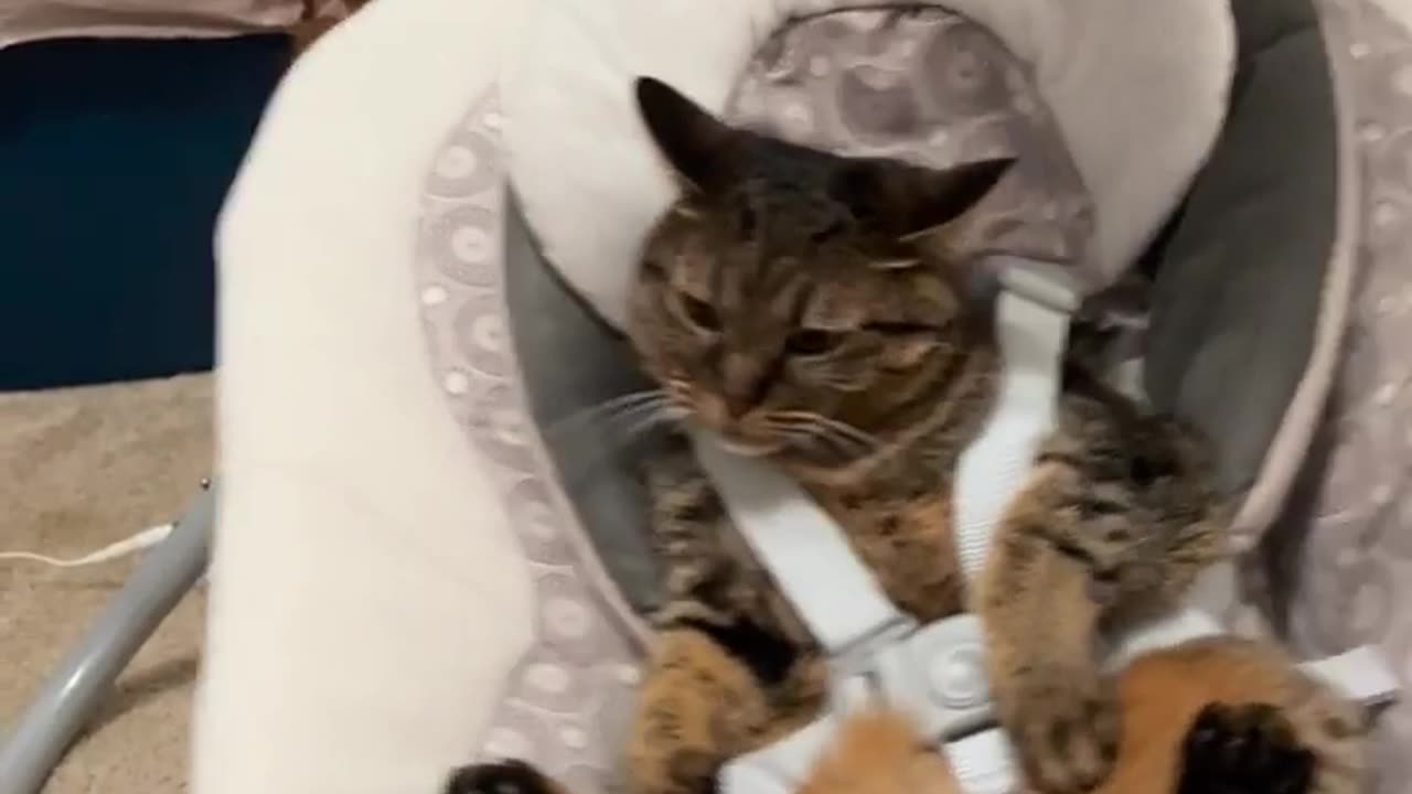 Cat Tests The Baby Swing