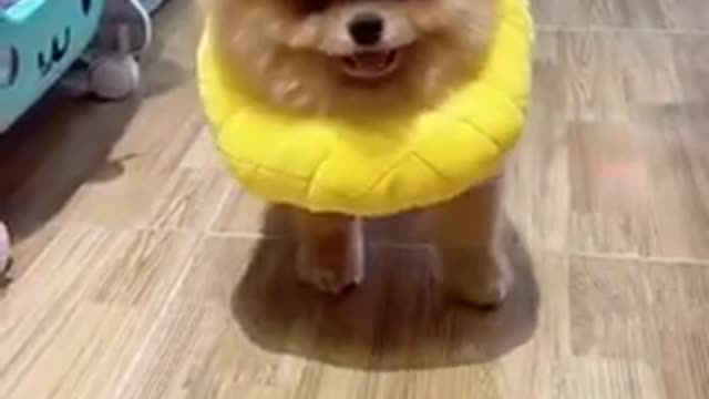 Cute puppy :)