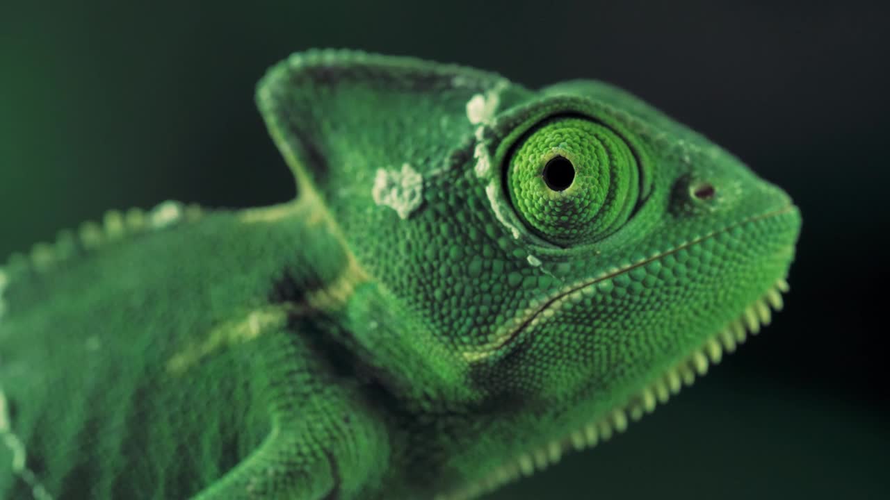 Green vailed chameleon seen from one side -