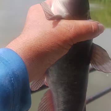 Bullhead catfish