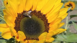 Working Bee getting the sweetest honey 🌻🌻🌻🐝