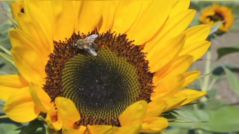 Working Bee getting the sweetest honey 🌻🌻🌻🐝