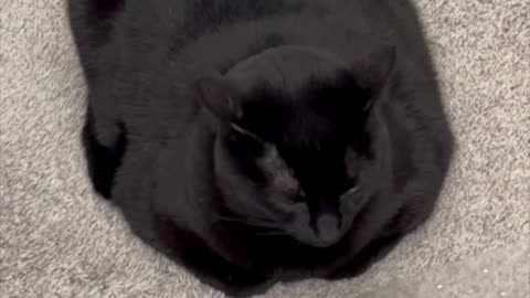 Cute Precious Piper Demonstrates a Perfect Loaf - Adopting a Cat from a Shelter Vlog #shorts