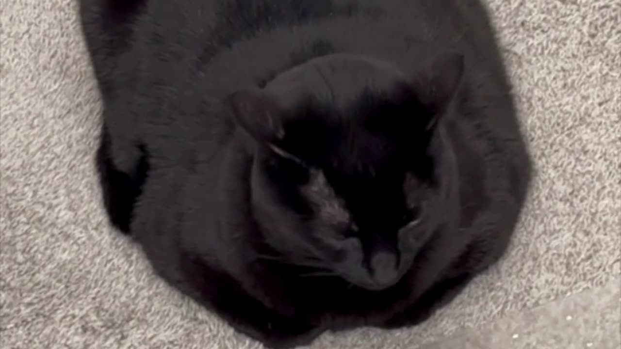 Cute Precious Piper Demonstrates a Perfect Loaf - Adopting a Cat from a Shelter Vlog #shorts