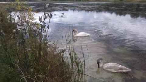 Wildlife N. Ridgeville, OH Sandy Ridge Metropark 10/17/21